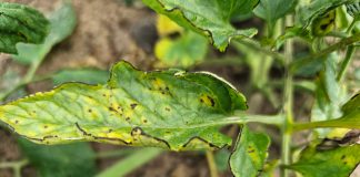 Bakteriozy na pomidorach