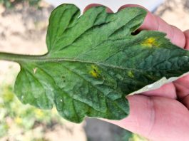 Uwaga na choroby powodowane przez grzyby z rodzaju Alternaria (komunikat warzywniczy 13 lipca 2023)