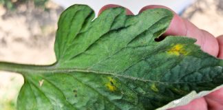 Uwaga na choroby powodowane przez grzyby z rodzaju Alternaria (komunikat warzywniczy 13 lipca 2023)