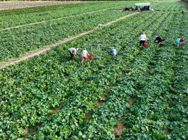 Nawożenie ogórków w czasie zbiorów. Ile wody i nawozów trzeba podać? (#100ton)