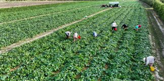 Nawożenie ogórków w czasie zbiorów. Ile wody i nawozów trzeba podać? (#100ton)