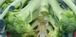 Brokuł dla przetwórstwa – sezon nie jest łatwy Róża brokułu bez śladów żerowania szkodników
