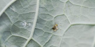 Mszyce – szkodniki nr 1. w tym sezonie (komunikat warzywniczy 24 lipca 2023)