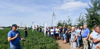 Uprawa pomidorów w sezonie 2023 na szkoleniu w Kotlinie, cz. I