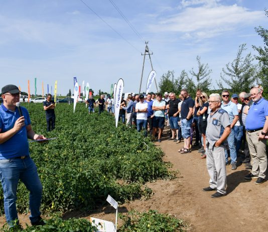 Uprawa pomidorów w sezonie 2023 na szkoleniu w Kotlinie, cz. I