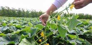 Ogórki przed pierwszym zbiorem. Co jest ważne i najważniejsze? (#100ton)