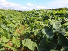 Ogórki po 8 zbiorach. Jak wygląda plantacja na #100ton?