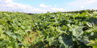 Ogórki po 8 zbiorach. Jak wygląda plantacja na #100ton?