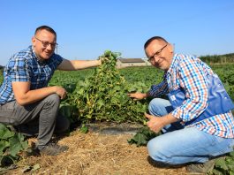 Trwają zbiory ogórków na #100ton. Ile ogórków z rośliny musimy zebrać?