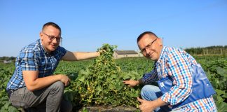 Trwają zbiory ogórków na #100ton. Ile ogórków z rośliny musimy zebrać?