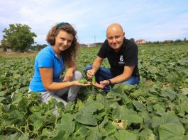 #100ton. Jak zapewnić dobrą kondycję ogórków w okresie zbiorów ?