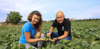 #100ton. Jak zapewnić dobrą kondycję ogórków w okresie zbiorów ?