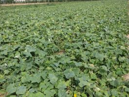 Pomidory i ogórki – na jakie wyzwania zwrócić aktualnie uwagę