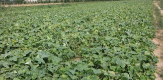 Pomidory i ogórki – na jakie wyzwania zwrócić aktualnie uwagę