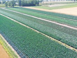 Płatność dla małych gospodarstw zamiast płatności bezpośrednich – wnioski do 31 sierpnia