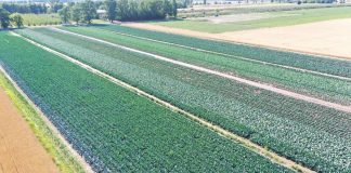 Płatność dla małych gospodarstw zamiast płatności bezpośrednich – wnioski do 31 sierpnia