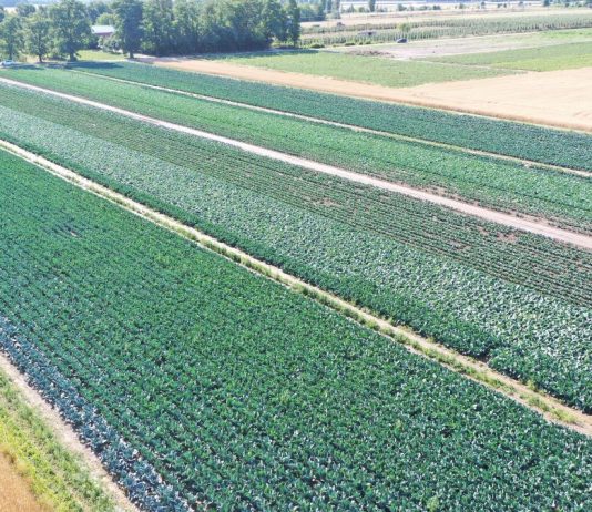 Płatność dla małych gospodarstw zamiast płatności bezpośrednich – wnioski do 31 sierpnia