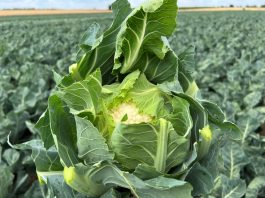 Efektywna ochrona kalafiorów przed chorobami i szkodnikami