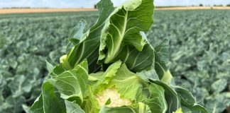 Efektywna ochrona kalafiorów przed chorobami i szkodnikami
