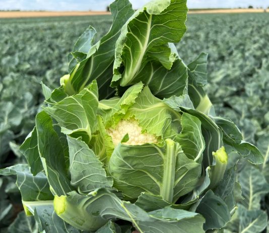 Efektywna ochrona kalafiorów przed chorobami i szkodnikami