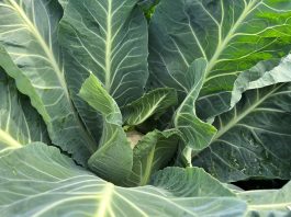 Odmiany kalafiorów na zbiór w pełni lata