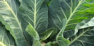 Odmiany kalafiorów na zbiór w pełni lata