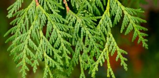 Fytoftoroza – czym jest, jak rozpoznać, kiedy oprysk?