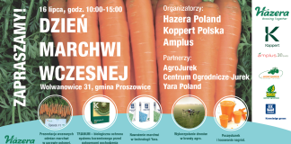 Dzień Marchwi Wczesnej