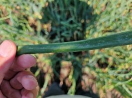 Co robić gdy są już objawy mączniak rzekomy na cebuli? (komunikat warzywniczy 22 lipca 2023)