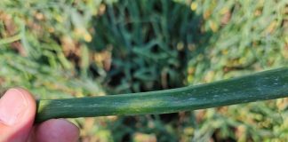 Co robić gdy są już objawy mączniak rzekomy na cebuli? (komunikat warzywniczy 22 lipca 2023)