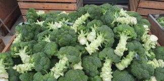 Kalafiory i brokuły. Niższa podaż to wyższe ceny!