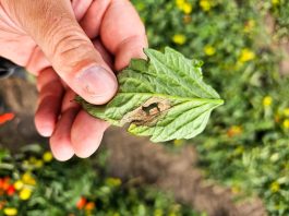 Zaraza ziemniaka na pomidorze – są pierwsze objawy (komunikat warzywniczy 17 sierpnia 2023)