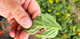 Zaraza ziemniaka na pomidorze – są pierwsze objawy (komunikat warzywniczy 17 sierpnia 2023)