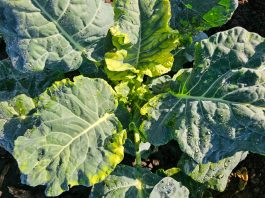 Herbicydy w uprawie brokuła. Jakich błędów warto unikać?