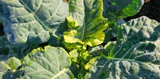 Herbicydy w uprawie brokuła. Jakich błędów warto unikać?