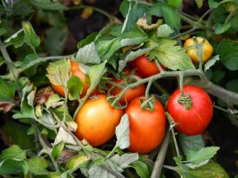 Uprawa pomidorów polowych, cz. II – choroby i ich zwalczanie