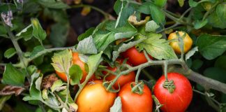 Uprawa pomidorów polowych, cz. II – choroby i ich zwalczanie