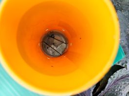 Wzmożona aktywność drugiego pokolenia śmietki kapuścianej (komunikat warzywniczy 9 sierpnia 2023)