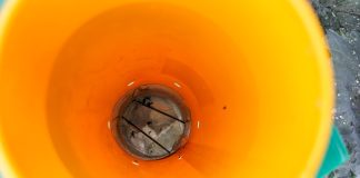 Wzmożona aktywność drugiego pokolenia śmietki kapuścianej (komunikat warzywniczy 9 sierpnia 2023)