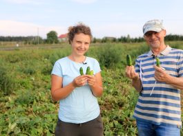 Czy udało się zabrać „100 ton ogórków z hektara”?