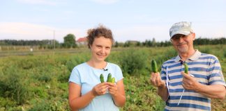 Czy udało się zabrać „100 ton ogórków z hektara”?