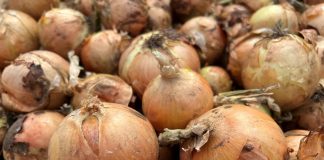 Cebulowe prezentacje na Kujawach