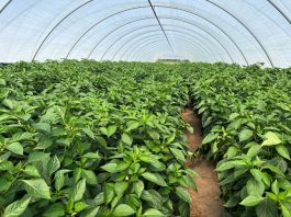Nawożenie papryki w trudnym pogodowo sezonie