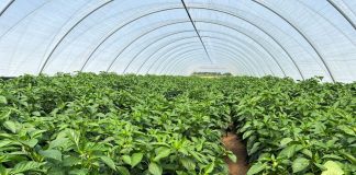 Nawożenie papryki w trudnym pogodowo sezonie