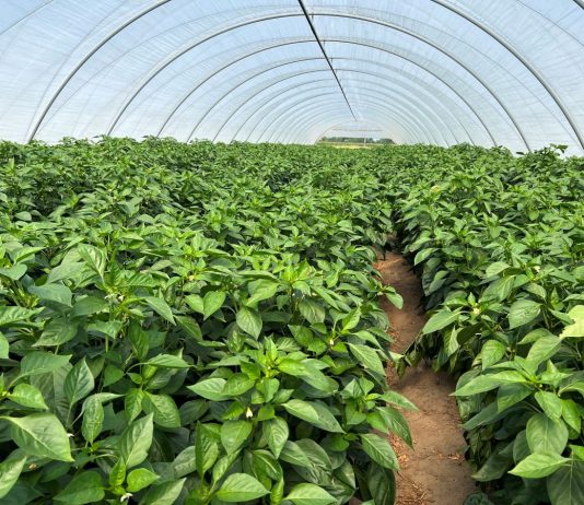 Biostymulatory – jak stosować z pożytkiem dla roślin?