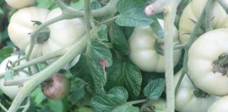 Deszczowo i chłodno – zabiegi na plantacjach warzyw polowych