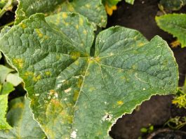 Mączniak rzekomy ogórka. Są objawy! (komunikat warzywniczy 8 sierpnia 2023)
