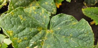 Mączniak rzekomy ogórka. Są objawy! (komunikat warzywniczy 8 sierpnia 2023)