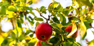 Tarczówka marmurkowata tarczówka marmurkowata