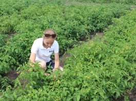 Nawożenie pomidorów gruntowych. Najważniejsze pierwiastki w okresie wzrostu owoców